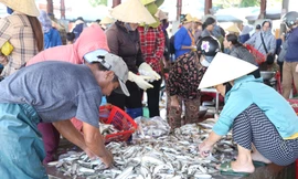 Tàu thuyền đầy ắp 'lộc biển', cảng cá nhộn nhịp mua bán 
