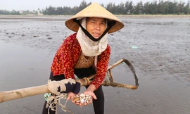 Nghề 'đi giật lùi' kiếm vài trăm nghìn mỗi ngày của phụ nữ vùng biển
