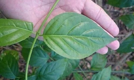 Nguyên nhân ban đầu vụ ngộ độc khiến 7 người nguy kịch ở Nghệ An