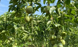 Trồng chanh leo trên đất bazan giúp dân xã nghèo vượt khó