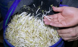 Hé lộ thị trường tiêu thụ 3.500 tấn giá đỗ ngâm 'nước kẹo'