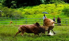 Gỡ dây thừng cho bò chọi, người đàn ông bị húc thấu ngực