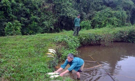 Nghi vỡ hố nước thải trang trại lợn làm cá chết hàng loạt