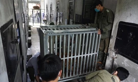 Cận cảnh quá trình đưa 7 con hổ vào lồng sắt, chuyển vào Quảng Bình