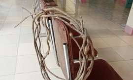 Bảy người nhập viện cấp cứu do uống nước được nấu từ cây lá ngón