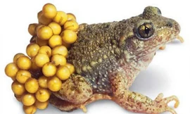 Ba bố con nhập viện sau bữa cơm với trứng cóc