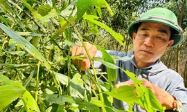 Rừng keo bạt ngàn bị sâu ăn trơ trụi, người dân mất sinh kế