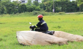 Vượt hơn 80km để săn châu chấu, nông dân Nghệ An kiếm tiền triệu mỗi ngày