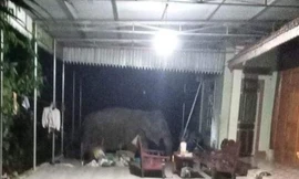 Voi rừng giật tung cửa sổ, lục lọi nhà bếp tìm thức ăn