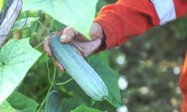 Dưa chuột vụ đông được mùa, trĩu quả, hái không kịp bán