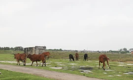 Bò ‘đi dạo’ trên những cánh đồng muối bỏ hoang ở Nghệ An