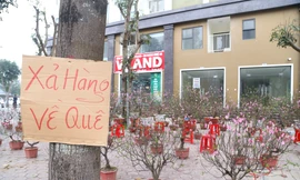 'Xả hàng' ngày 29 Tết, đào, mai, quất vẫn ế khách 