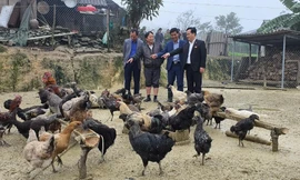 Nuôi gà đen đặc sản giúp bà con vùng cao thoát nghèo