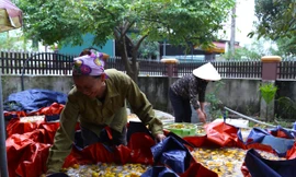 Thủ phủ hồng mất mùa, vì sao người trồng vẫn phấn khởi?