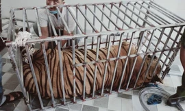 Cận cảnh di chuyển 17 con hổ trưởng thành bị nuôi nhốt trái phép ở Nghệ An