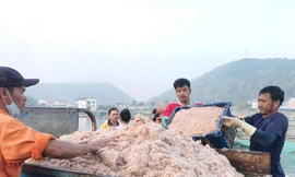 Ngư dân Nghệ An bội thu ruốc biển, thu hàng triệu đồng mỗi ngày