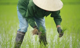 Ra Tết, bà con nông dân Nghệ An rộn ràng xuống đồng 