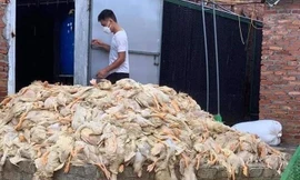 Thông tin 6 vạn con vịt bị chết do mưa lũ ở Nghệ An là không chính xác