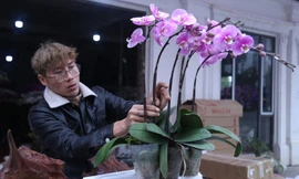 Thu nhập cao ngất ngưởng từ nghề kết hoa chơi Tết