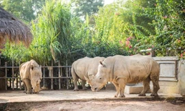 Giữ lại đầu 6 con tê giác chết bất thường trong khu sinh thái ở Nghệ An