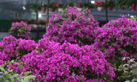 Phố hoa lớn nhất thành Vinh rực rỡ ngày đầu năm