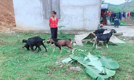 Trao sinh kế giúp nông dân thoát nghèo