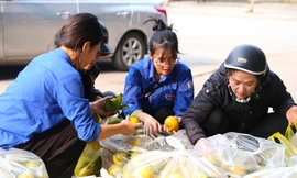 Bạn trẻ chung tay 'giải cứu' hàng tấn quýt đặc sản