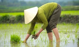 Cận Tết mưa rét, nông dân vẫn chân trần, tranh thủ ra thăm đồng