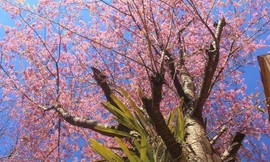 Hoa anh đào bung nở tạo nên một tuyệt phẩm ở miền Tây xứ Nghệ