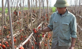 Người nông dân lại đau đáu điệp khúc “được mùa, mất giá”.