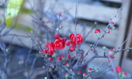 Mai vàng bung nở khoe sắc, mai đỏ mini giá ‘mềm’ hút khách dịp Tết