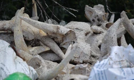 Ớn lạnh ‘nghĩa địa’ đầu trâu bò ở Nghệ An