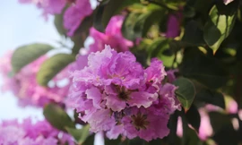 Bằng lăng đua nhau khoe sắc, nhuộm tím nhiều tuyến phố ở TP Vinh