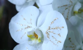 Lan trắng dát vàng, đào Thất Thốn gây ‘sốt’ dịp cận Tết