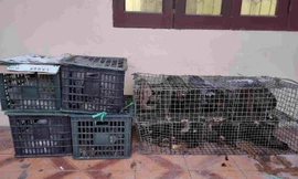 Phát hiện xe giường nằm chở 17 cá thể cầy hương và nhím không rõ nguồn gốc