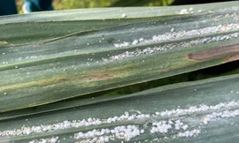 Rệp xơ bông trắng hoành hành vùng mía trọng điểm ở Nghệ An