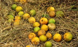 Xót xa đặc sản cam Vinh rụng vàng gốc