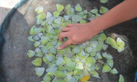 Mùa bướm đặc sản độc lạ ở miền Tây Nghệ An