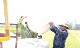 Kiếm tiền triệu mỗi ngày nhờ công việc ‘ăn theo’ mùa gặt