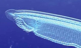 Con người ra đời do 'sai lầm' 500 triệu năm trước