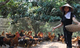 Gà đồi Yên Thế có ế?