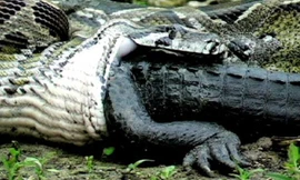 Trăn khổng lồ chết tức tưởi sau khi nuốt cá sấu vào bụng