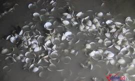 Hàng trăm tấn ngao chết trắng bãi ở Quảng Ninh