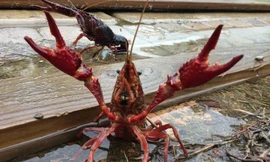Ngạc nhiên cảnh tôm hùm đất bò đầy sân nhà sau bão Michael