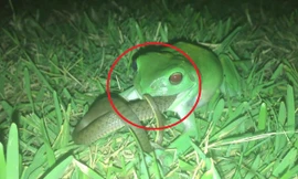 Ếch cây ngấu nghiến ăn thịt rắn và cái kết bất ngờ
