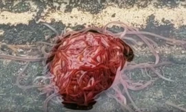  Búi giun khổng lồ lúc nhúc trên phố khiến dân kinh hãi