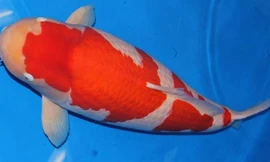 Cận cảnh cá Koi 'khủng' giá 42 tỷ đồng