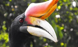 Cận cảnh loài chim Hồng hoàng quý hiếm ở Hà Nội