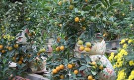 Chiêm ngưỡng lợn cõng quất bonsai 10 triệu đồng sắp ra thị trường Tết