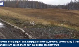 Chú chó nhỏ bị bỏ rơi đứng chờ chủ ở trạm xe buýt suốt 6 tháng